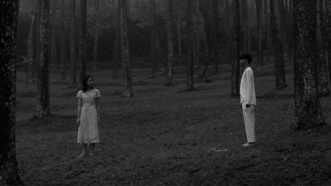 Beneath The Tall Tree's Gaze